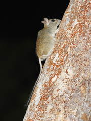 Brush-Tailed Conilurus photo 2