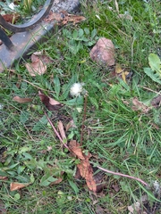 Taraxacum officinale