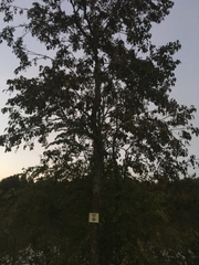 Diospyros virginiana