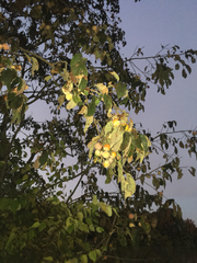 Diospyros virginiana