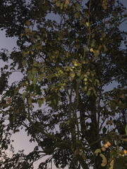 Diospyros virginiana