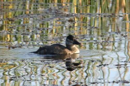 Ruddy Duck