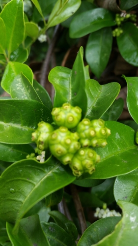 Gynochthodes umbellata image