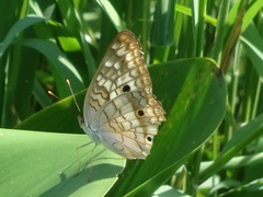 Anartia jatrophae