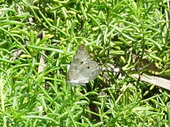 Anartia jatrophae