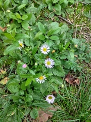 Erigeron annuus