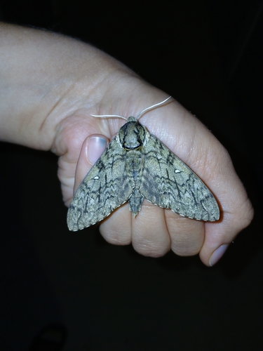 Waved Sphinx photo 4
