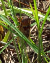 Diceroprocta olympusa