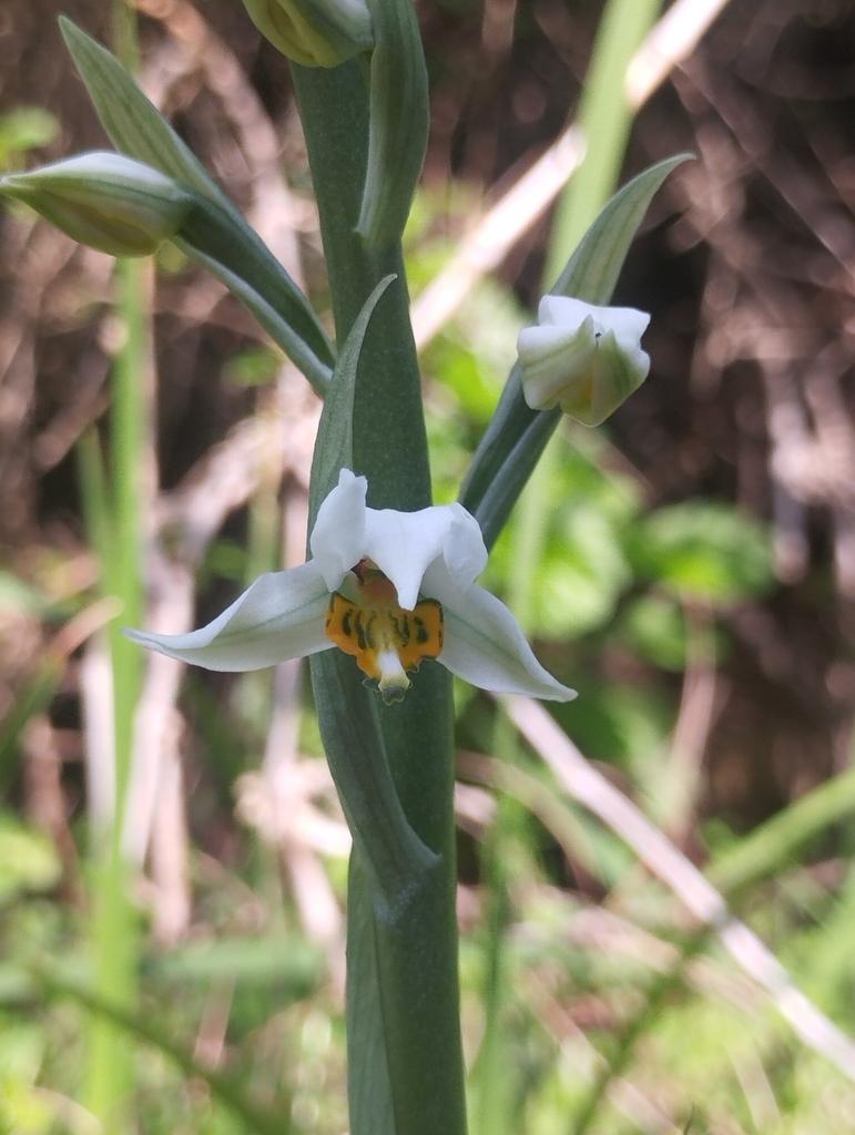 Gavilea venosa