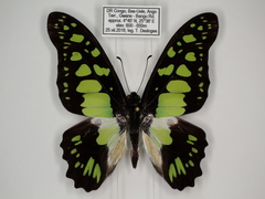 Graphium tynderaeus