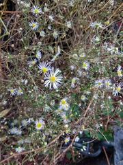 Erigeron annuus