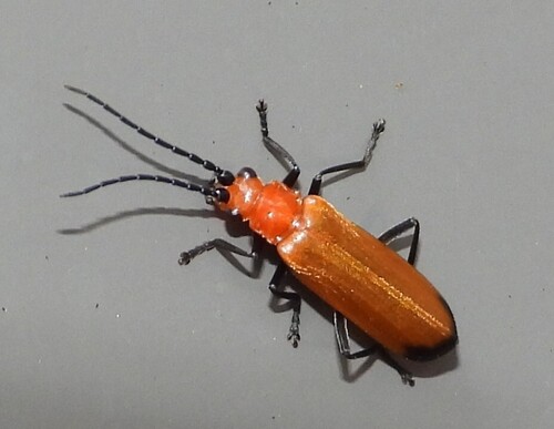 Sphaerarthrum observed 2025-09-12