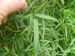 Rubus schmidelioides schmidelioides