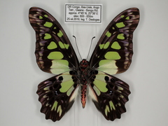 Graphium tynderaeus