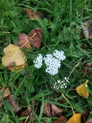 Achillea millefolium