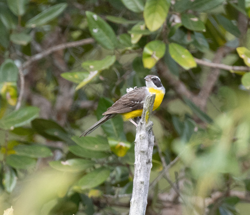 Cabanis's Bunting (Emberiza cabanisi), photo 2