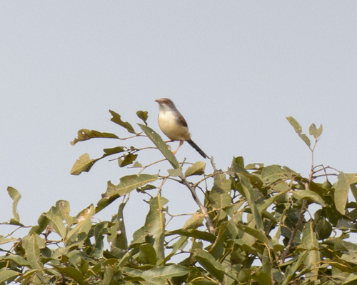 Red-winged Prinia (Prinia erythroptera), photo 7
