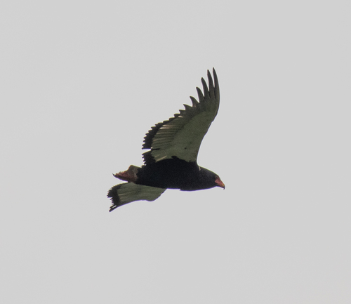 Bateleur (Terathopius ecaudatus), photo 4