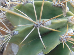 Ferocactus echidne echidne
