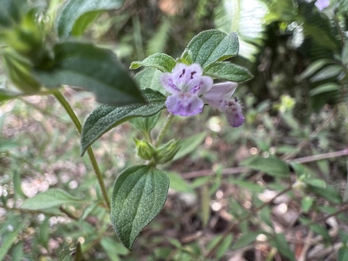 Mosla chinensis iNat (3)