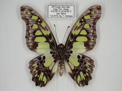 Graphium tynderaeus