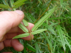 Rubus schmidelioides schmidelioides