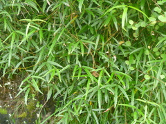 Rubus schmidelioides schmidelioides