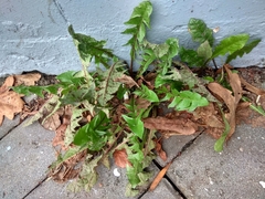 Taraxacum officinale