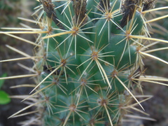 Coryphantha glassii