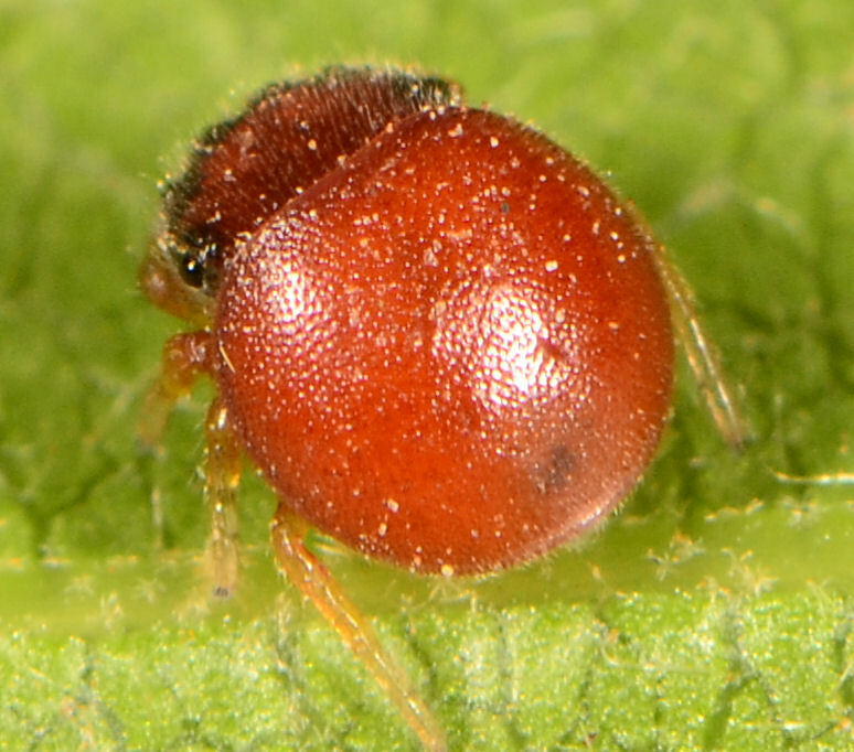 Pachyballus castaneus