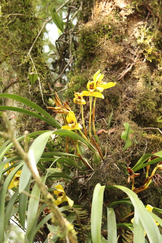 Maxillaria picta, photograph 5