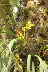 Maxillaria picta, photograph (c) Paulo C. O. Cunha, some rights reserved (CC BY)