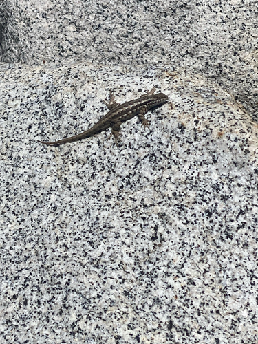 iNaturalist observation photo of Common Sagebrush Lizard