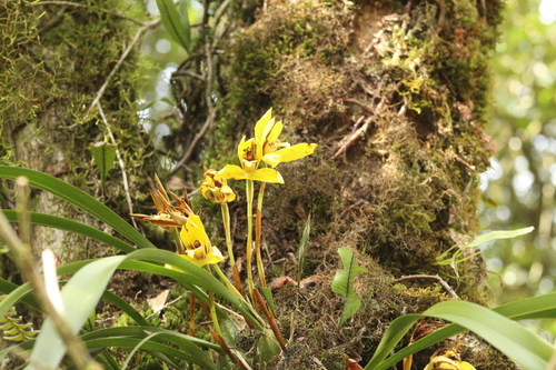 Maxillaria picta, photograph 4
