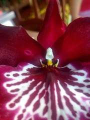Miltoniopsis
