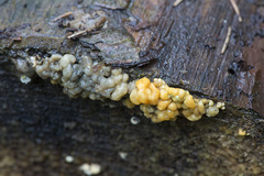 Nodulisporium cecidiogenes