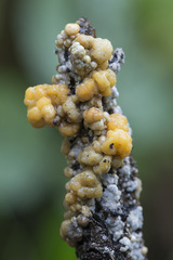 Nodulisporium cecidiogenes