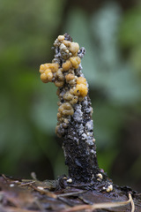 Nodulisporium cecidiogenes