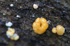 Nodulisporium cecidiogenes