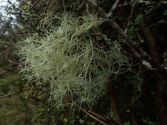 Usnea ciliifera