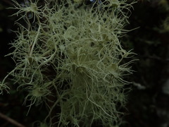 Usnea ciliifera