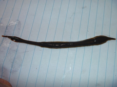 Arthurdendyus triangulatus