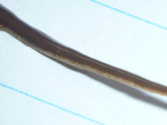 Arthurdendyus triangulatus