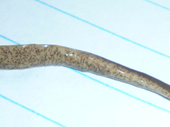 Arthurdendyus triangulatus