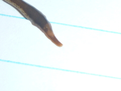 Arthurdendyus triangulatus