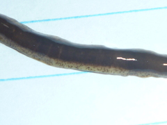 Arthurdendyus triangulatus