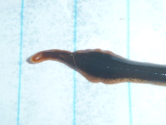 Arthurdendyus triangulatus