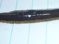 Arthurdendyus triangulatus