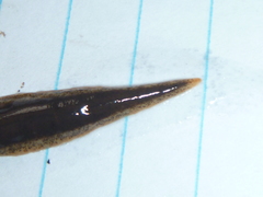 Arthurdendyus triangulatus