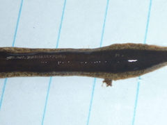 Arthurdendyus triangulatus